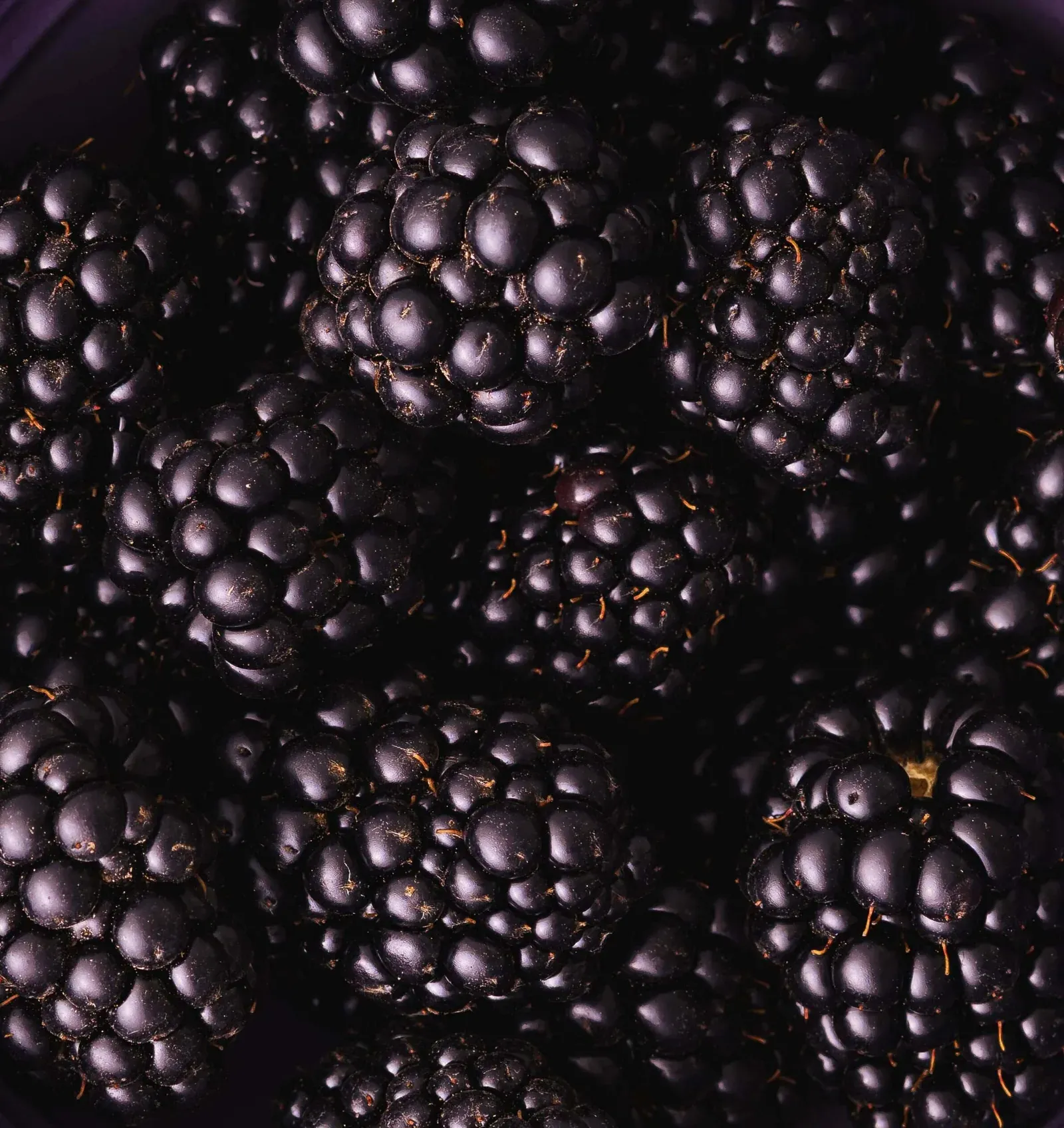 A pile of freshly picked blackberries