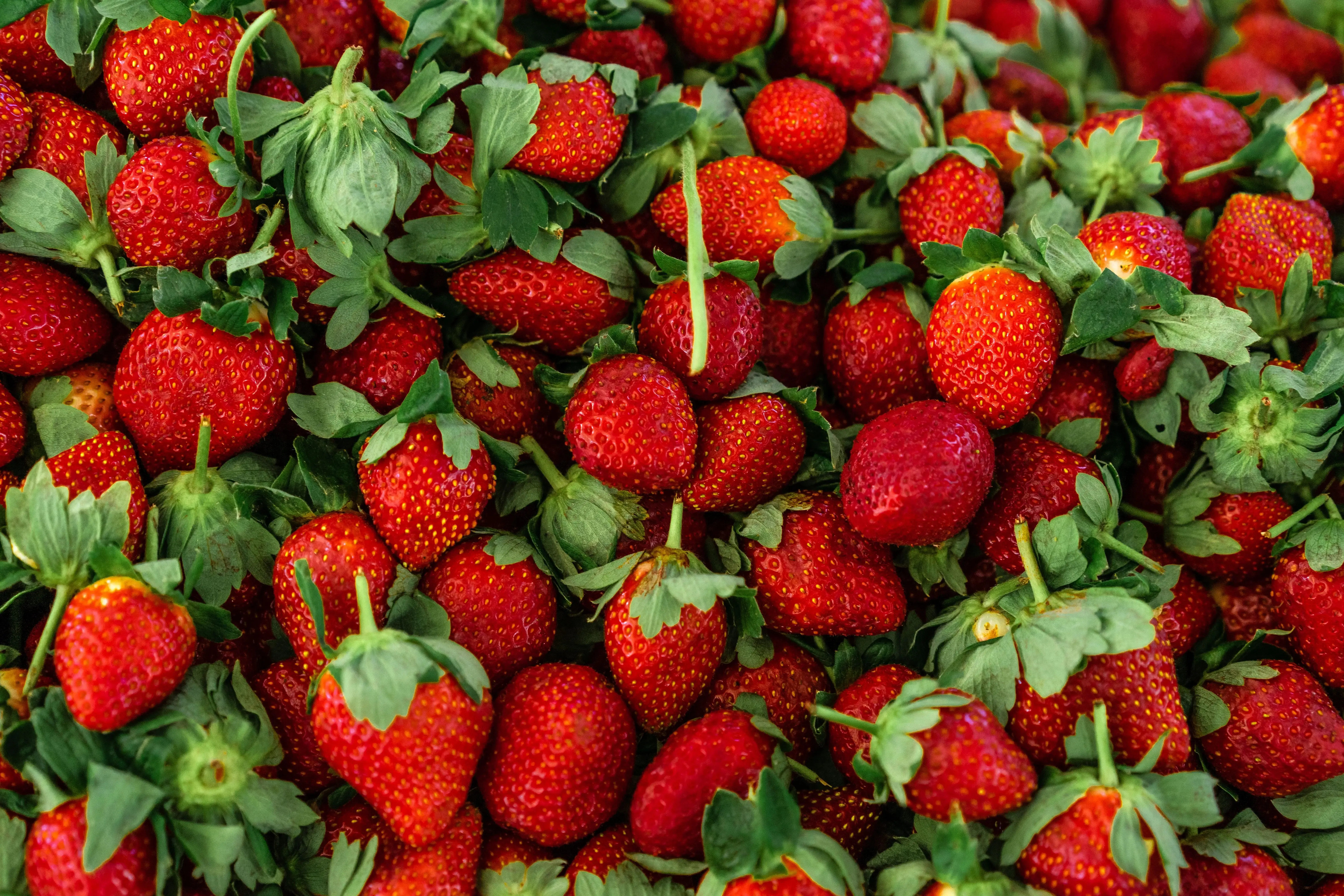 A heap of freshly picked strawberries with their green caps still on