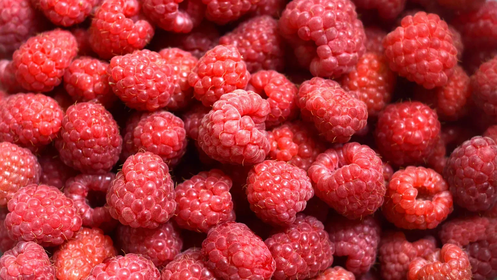 A pile of freshly picked raspberries