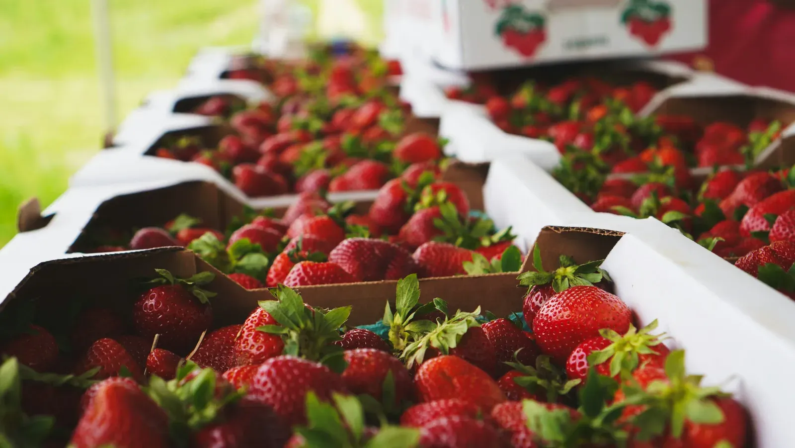 Open cardboard flats of freshly picked strawberries lined up on a table