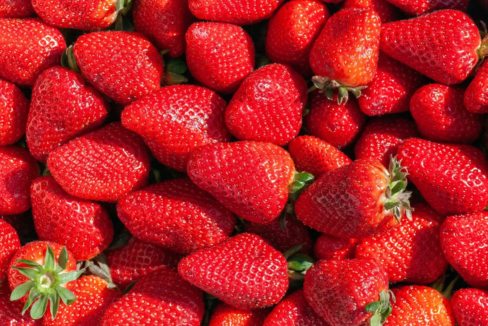 A pile of freshly picked strawberries